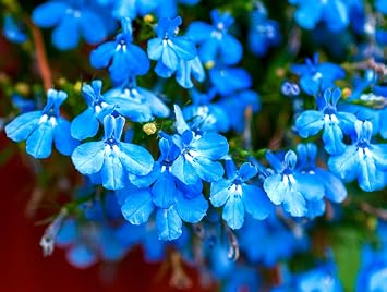 Seeds Lobelia Blue Cascade 1000+ Seeds for Planting Flowers Groundcover Annual Plant