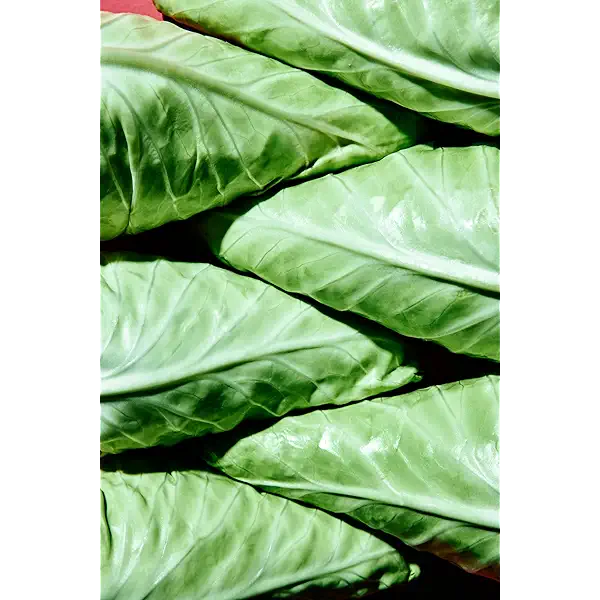 Row 7 Organic Sugarcone Cabbage 4