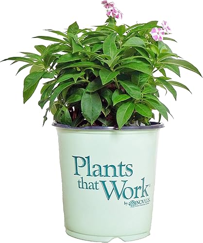 Miniatura 3 de Phlox subulata 'Scarlet Flame' (Moss Phlox) Flores perennes, de color rosa brillante, 1 contenedor de tamaño