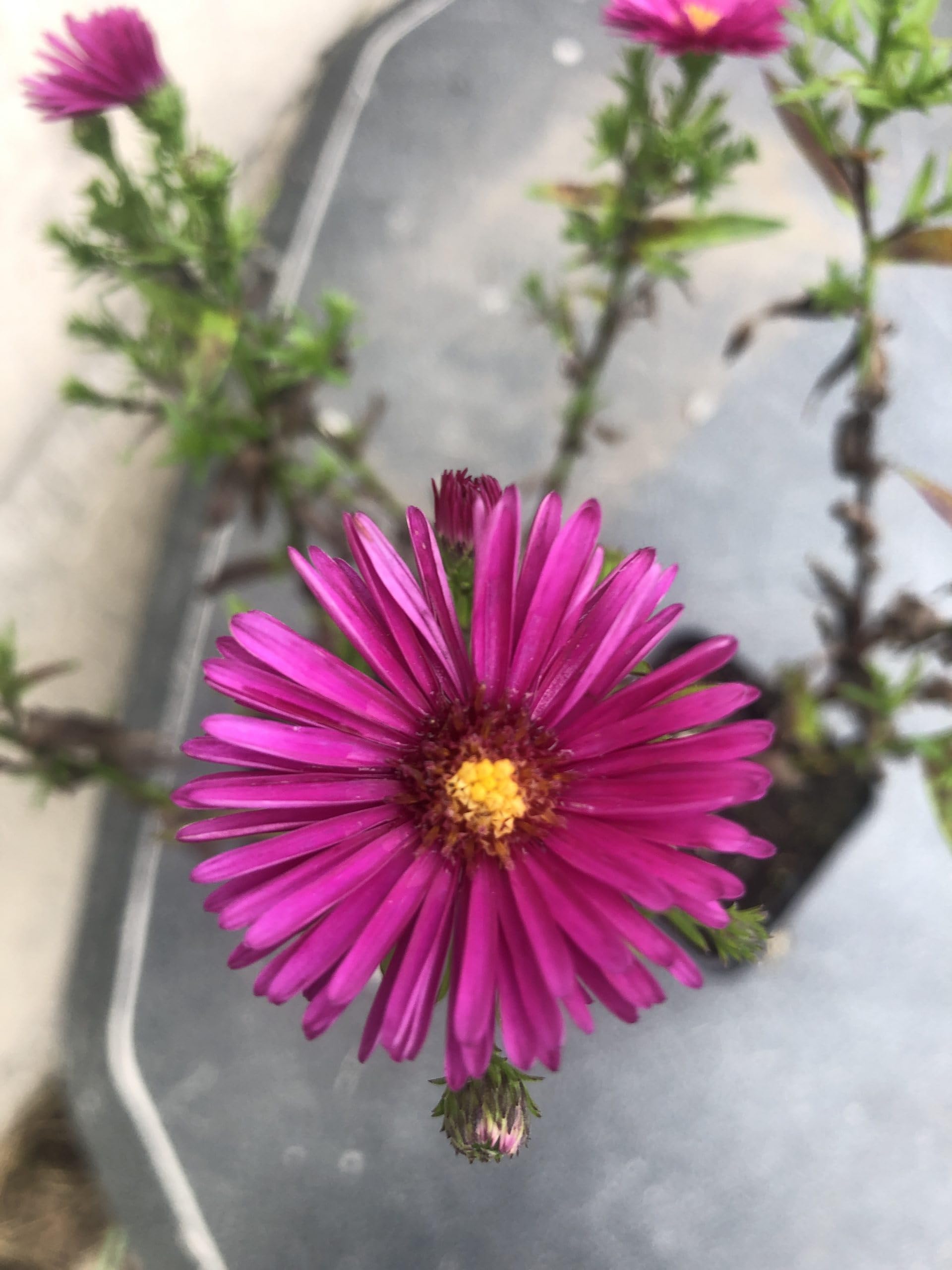 6x Aster d'automne - Aster Dumosus 'Jenny' | 9x9 cm pot