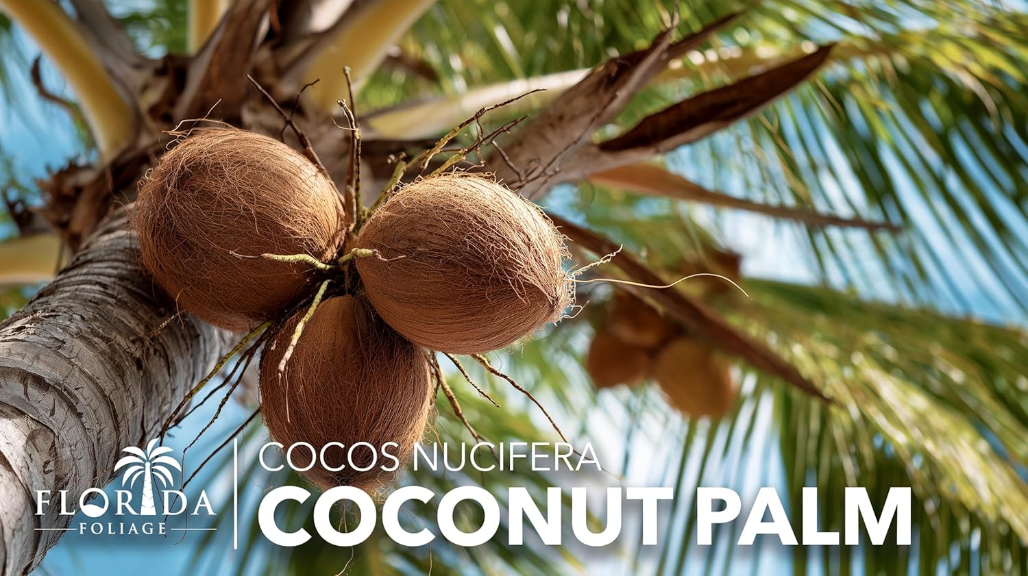 Coconut Palm | 1 Large Trade Gallon Size Plant | Cocos nucifera | Tropical Landscaping, Indoor Tree, Patio Specimen, Air Purifying, Low Maintenance, Fast Growing, Exotic Houseplant, Lush Foliage
