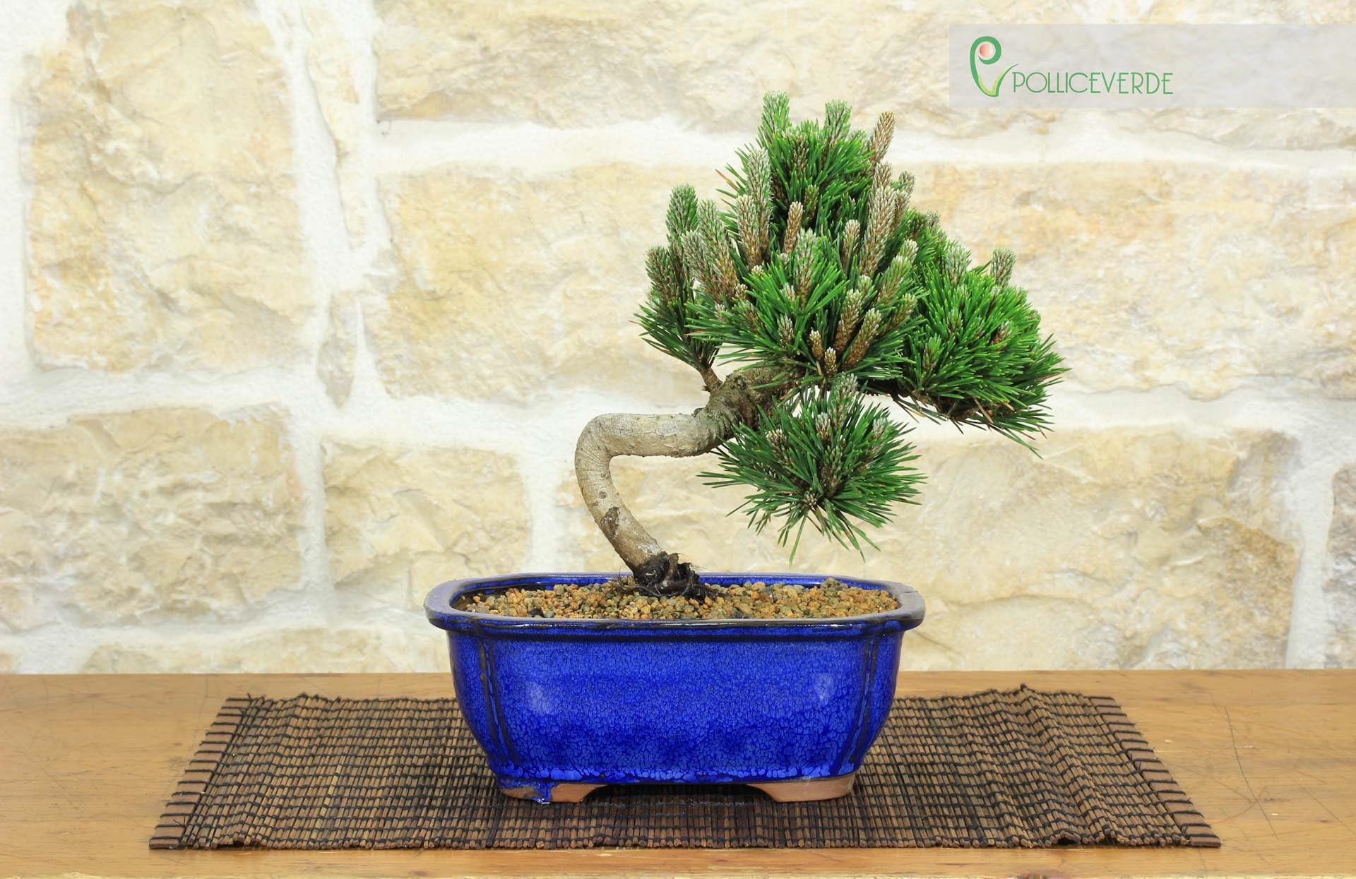 Bonsai di Pino Nero Thunbergii Senjyumaru (75)