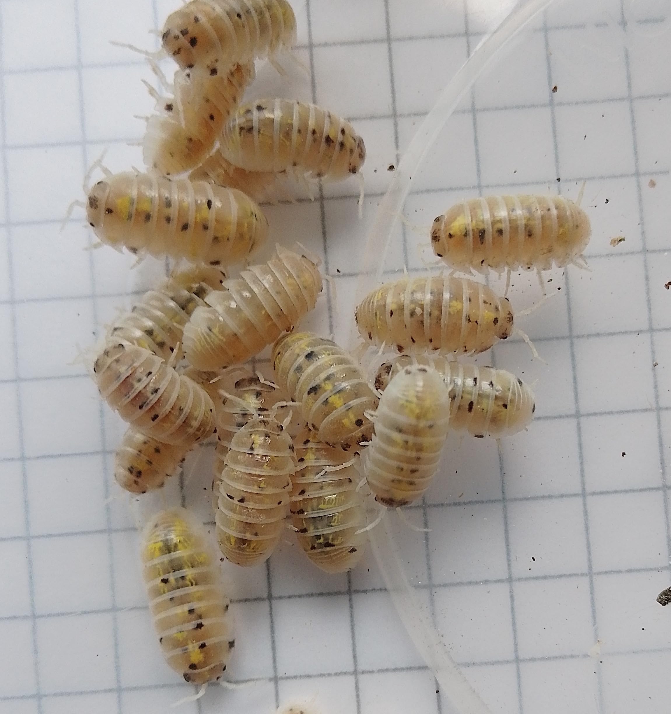 Live Armadillidium Magic Potion isopods – Magic Potion Woodlice for Bioactive Terrariums or Clean-Up Crews - MEDIUM (10)
