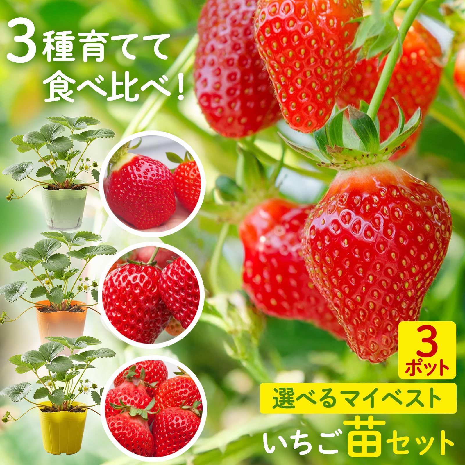 Amazon.co.jp: 【 イチゴ 】 選べる イチゴ 苗 3ポット 9cmポット苗