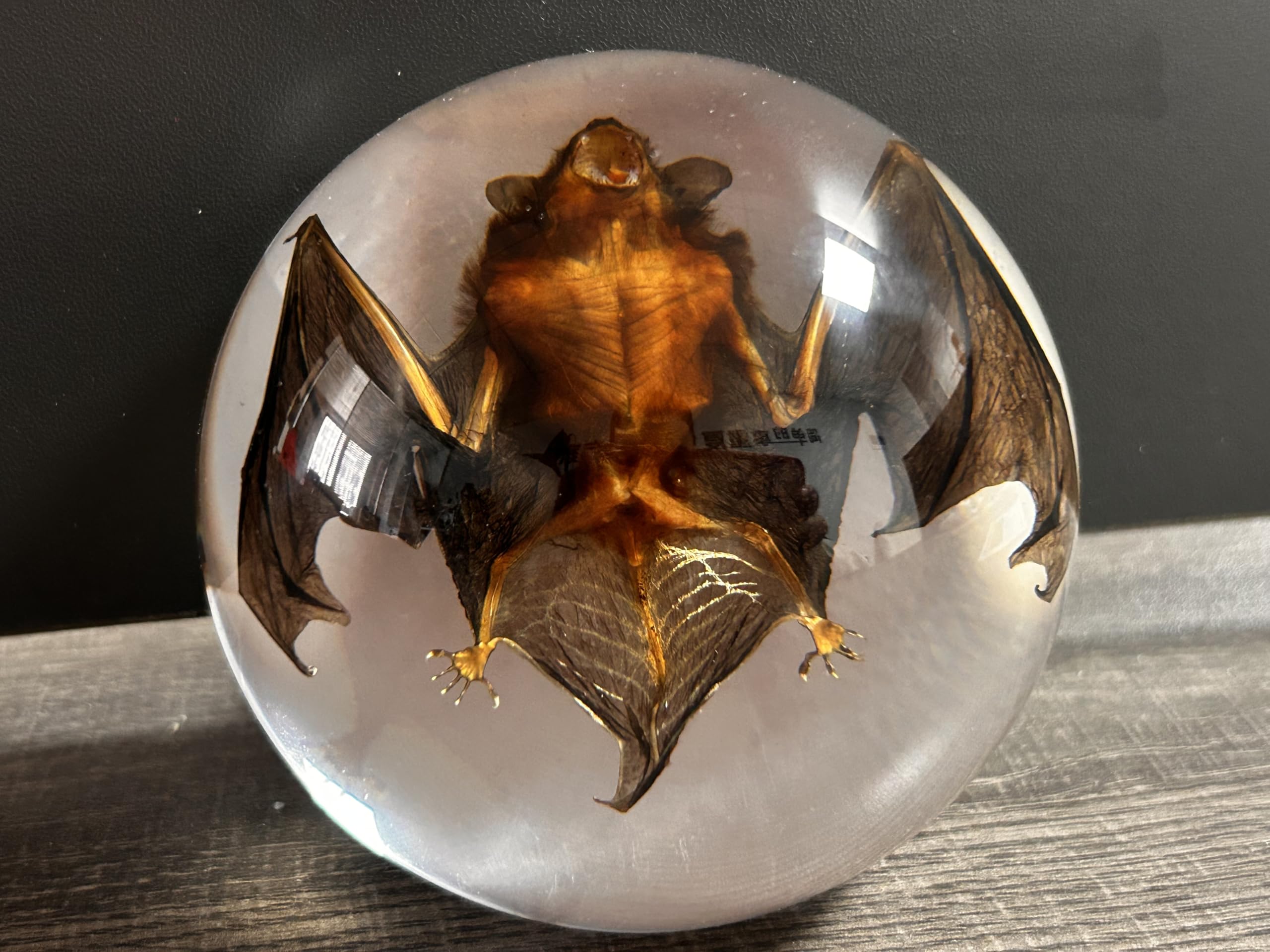 Bat Specimen,Resin Taxidermy Animal Specimens,Framed Bat Decoration for Educational Displays,Taxidermy Enthusiasts, Oddities Collectors,Science Education (Half Round Bat/8.9cm/3.5inch)