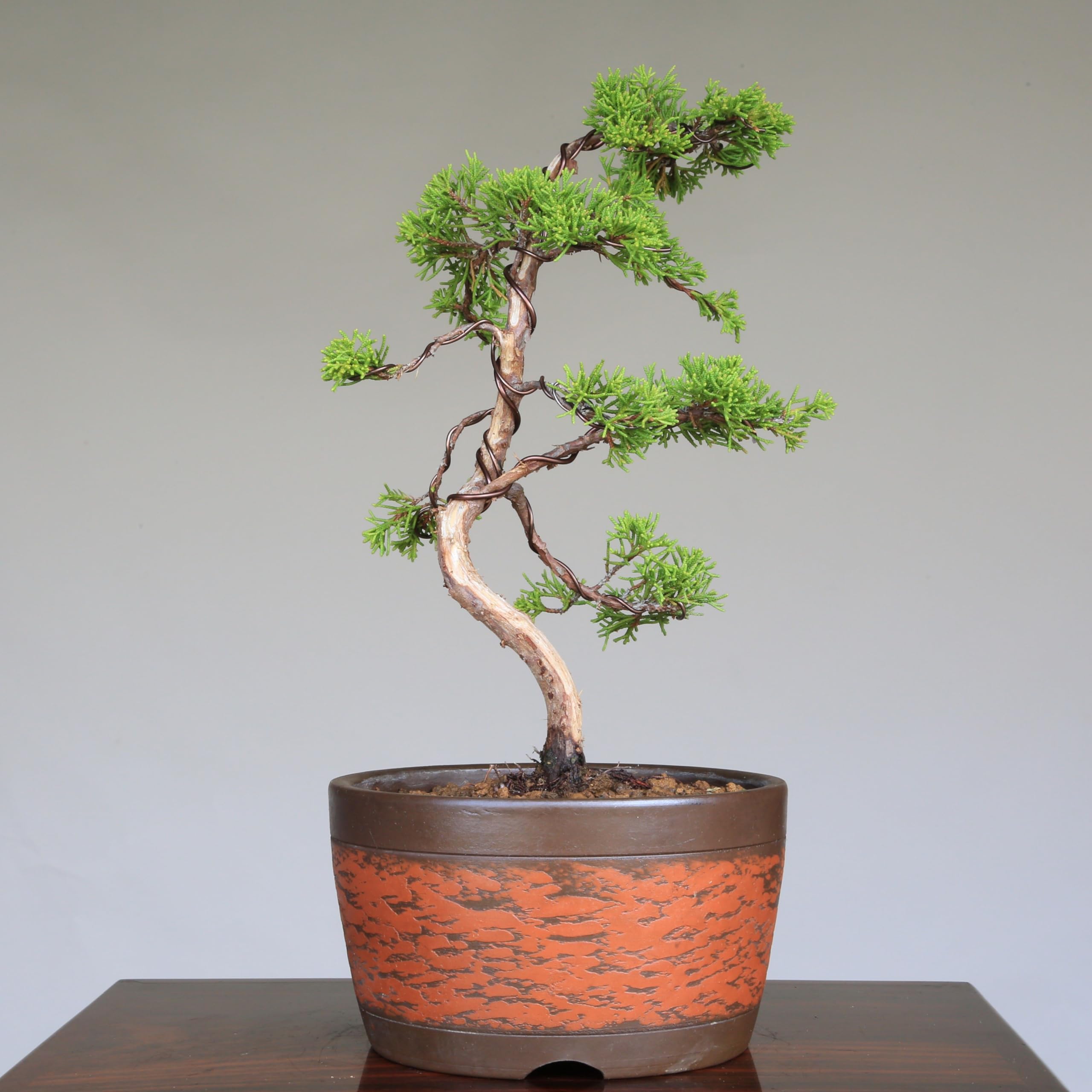 【小品　真柏盆栽】　　　　　　⭕お洒落な鉢合わせ❗ 真柏】糸魚川真柏 小品盆栽