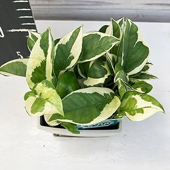 Amazon.co.jp: 観葉植物 ポトス エンジョイ スクエアプラ鉢 3.5寸 1鉢