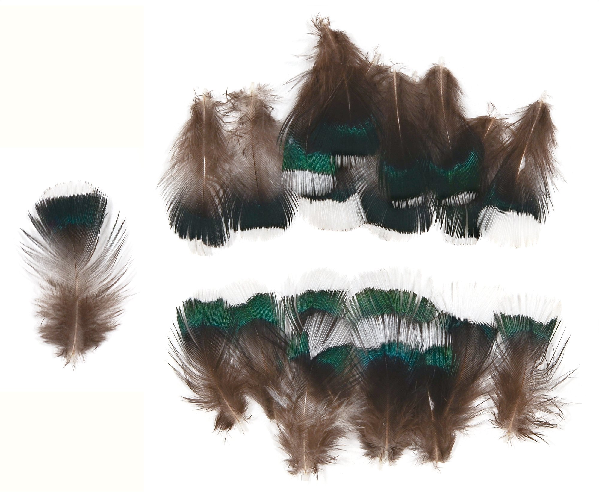 Ring-necked Pheasant Neck Feathers (20 Pieces), Extra Small Iridescent Green with Ivory Tips