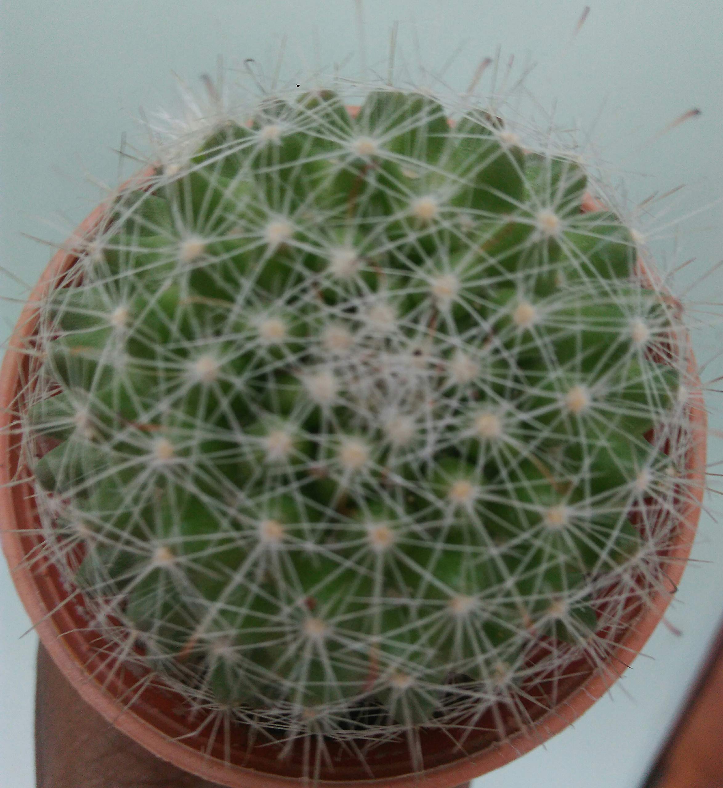 Cactus/Mammillaria pringlei 1 Live Plant from Greeen Earth (B07L1RMDSL) Amazon Price History, Amazon Price Tracker