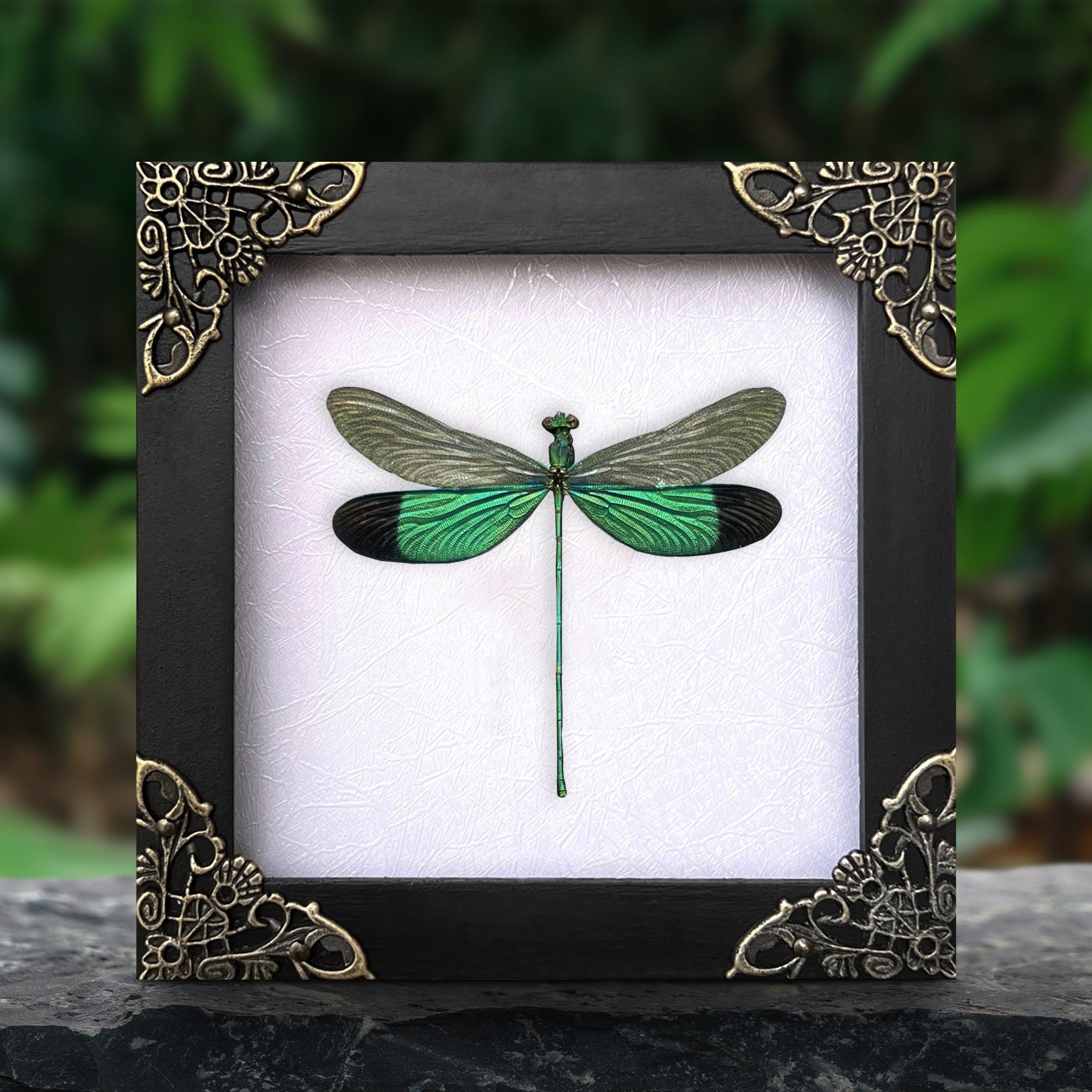 Amazon.co.jp: 本物の透明な翼 トンボ ホワイト フレーム入り 昆虫