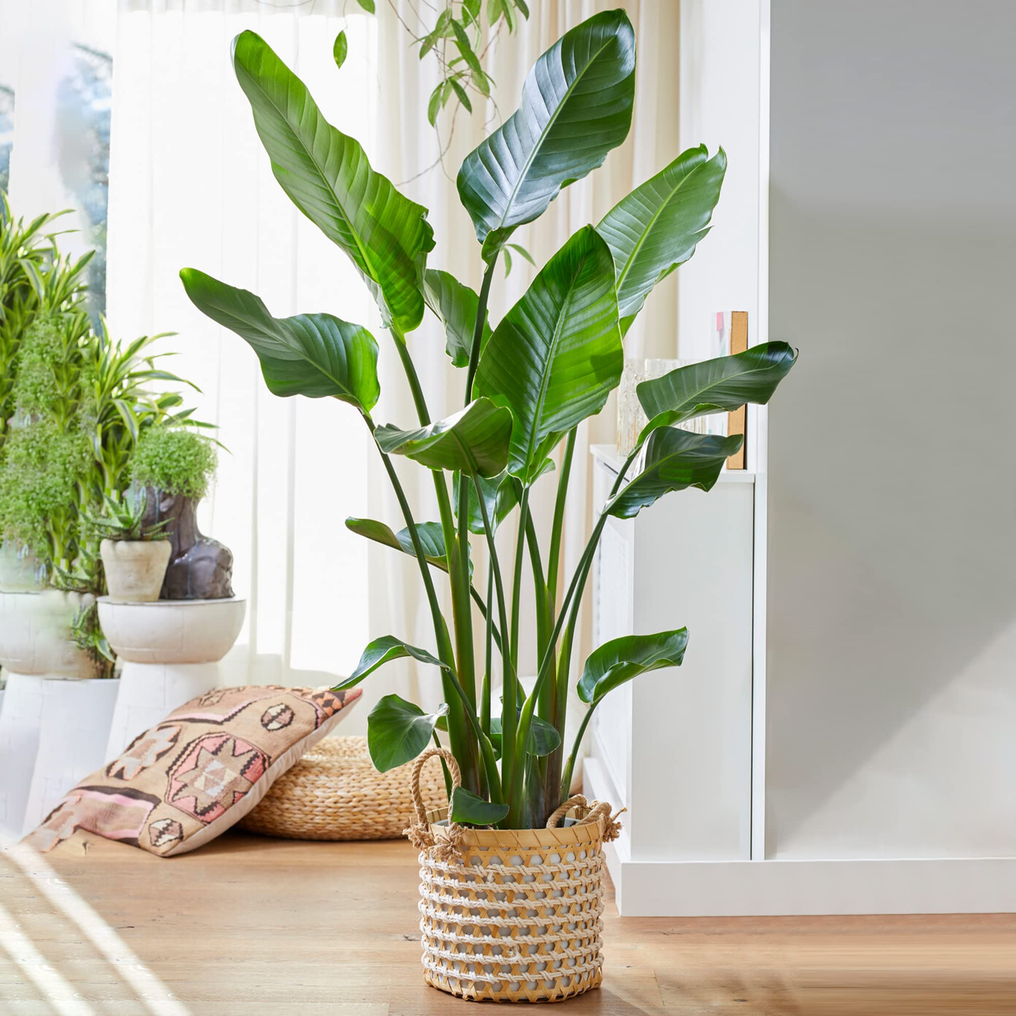 Strelitzia Nicolai, grande pianta da interno, vera sempreverde, alta e esotica.