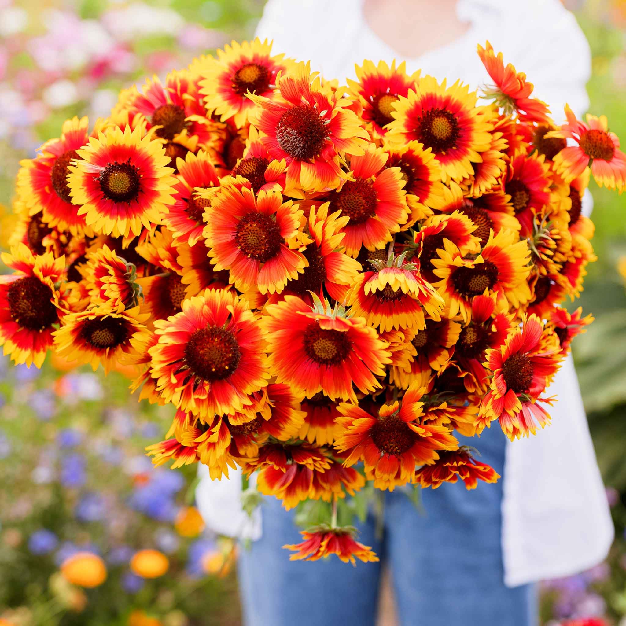Amazon.com : Eden Brothers Blanket Flower Seeds : Flowering Plants : Patio,  Lawn & Garden