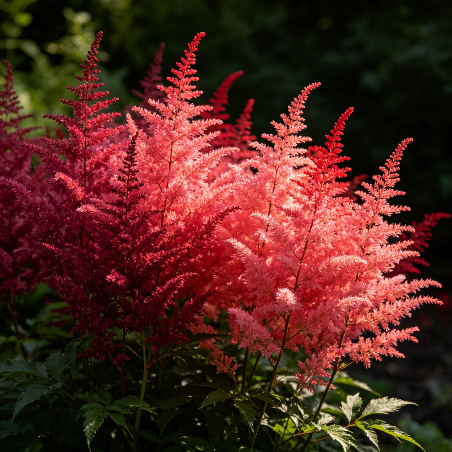 Mix Astilbe Seed-Hardy,Perennial herb,Excellent Display Indoor,Garden