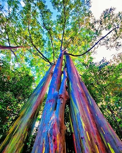 Miniatura 2 de Árbol de eucalipto arcoíris  3 plantas vivas en macetas de 1 galón  Eucalyptus Deglupta  Árbol ornamental raro y exótico