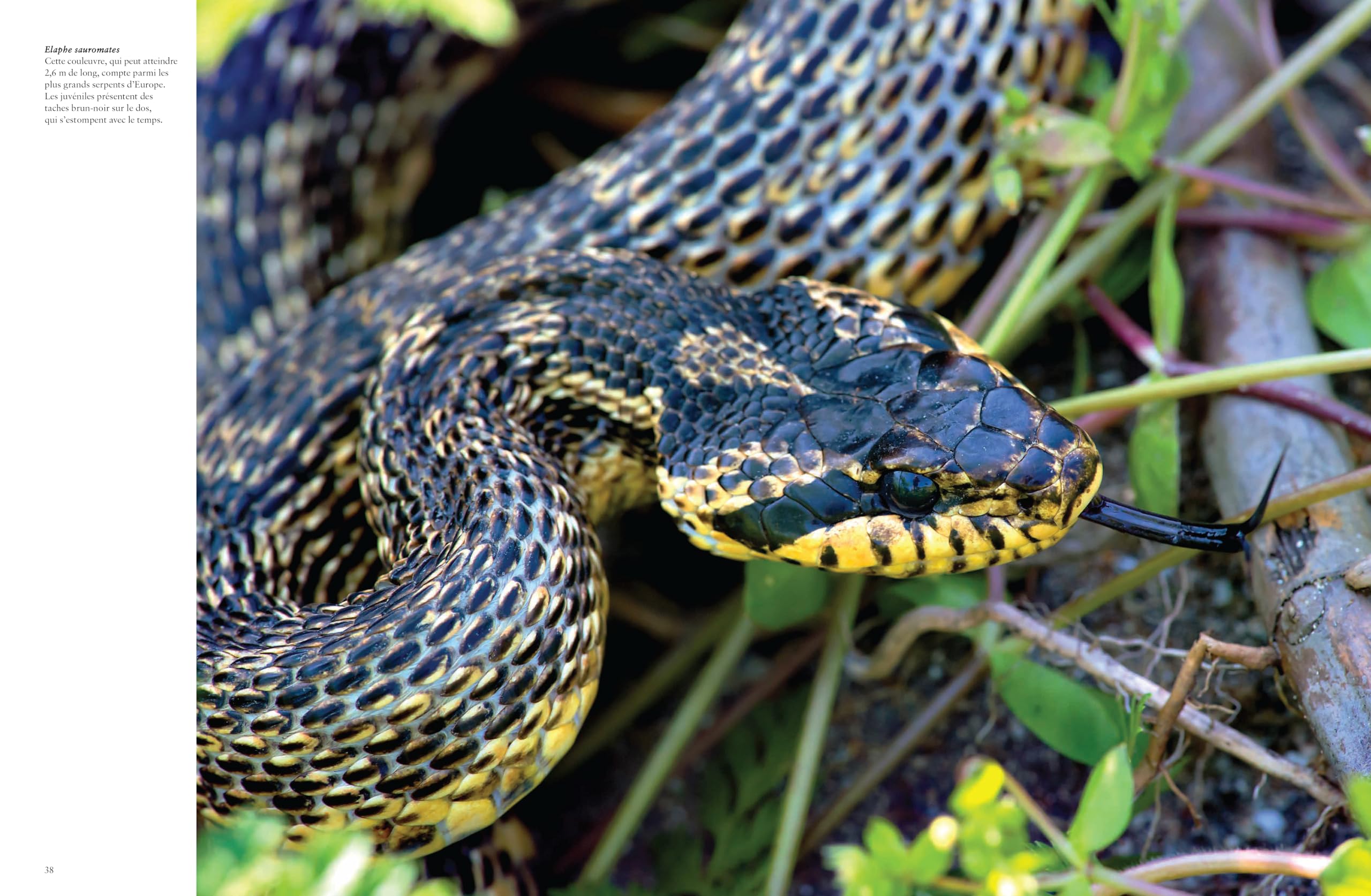 Les serpents: Mystérieux et étonnants