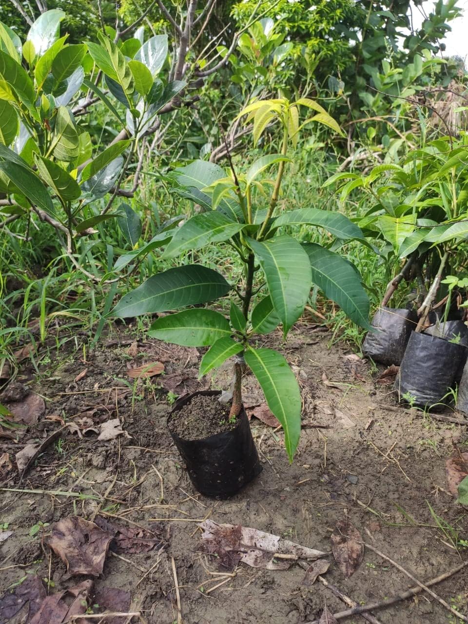 Alphonso mango plant original, original plant for Alphonso mango (pack of 1) (B0CJ2NFVMB) Amazon Price History, Amazon Price Tracker