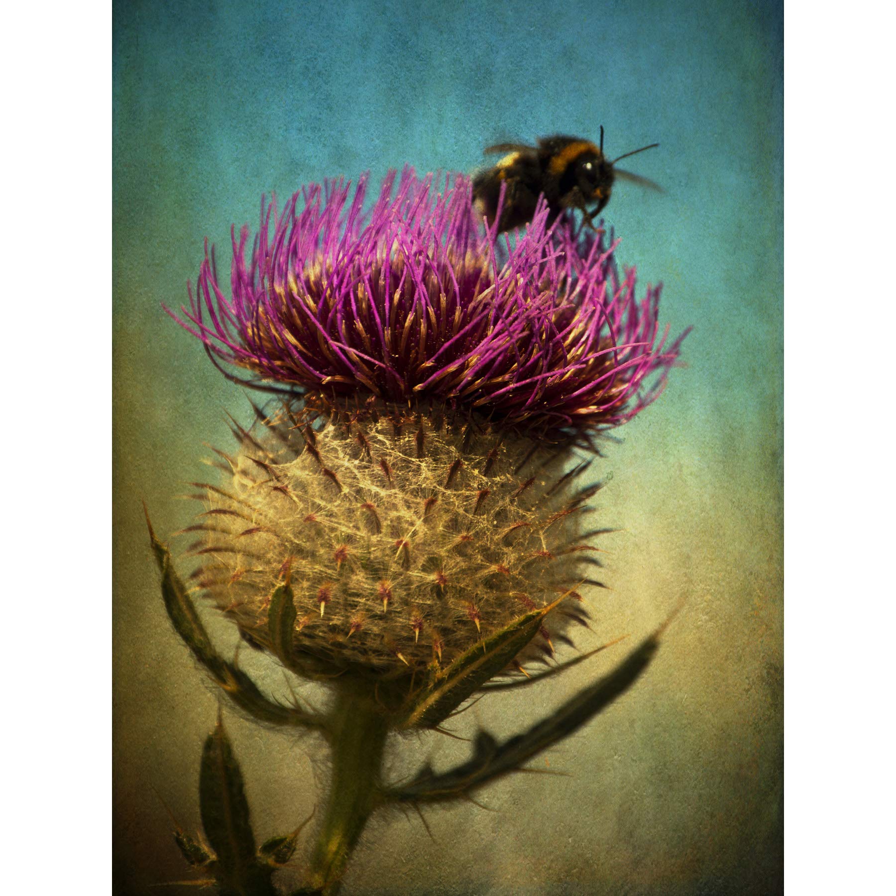 Wee Blue Coo Bumble Bee and Thistle Large Wall Art Poster Print Thick Paper 18X24 Inch