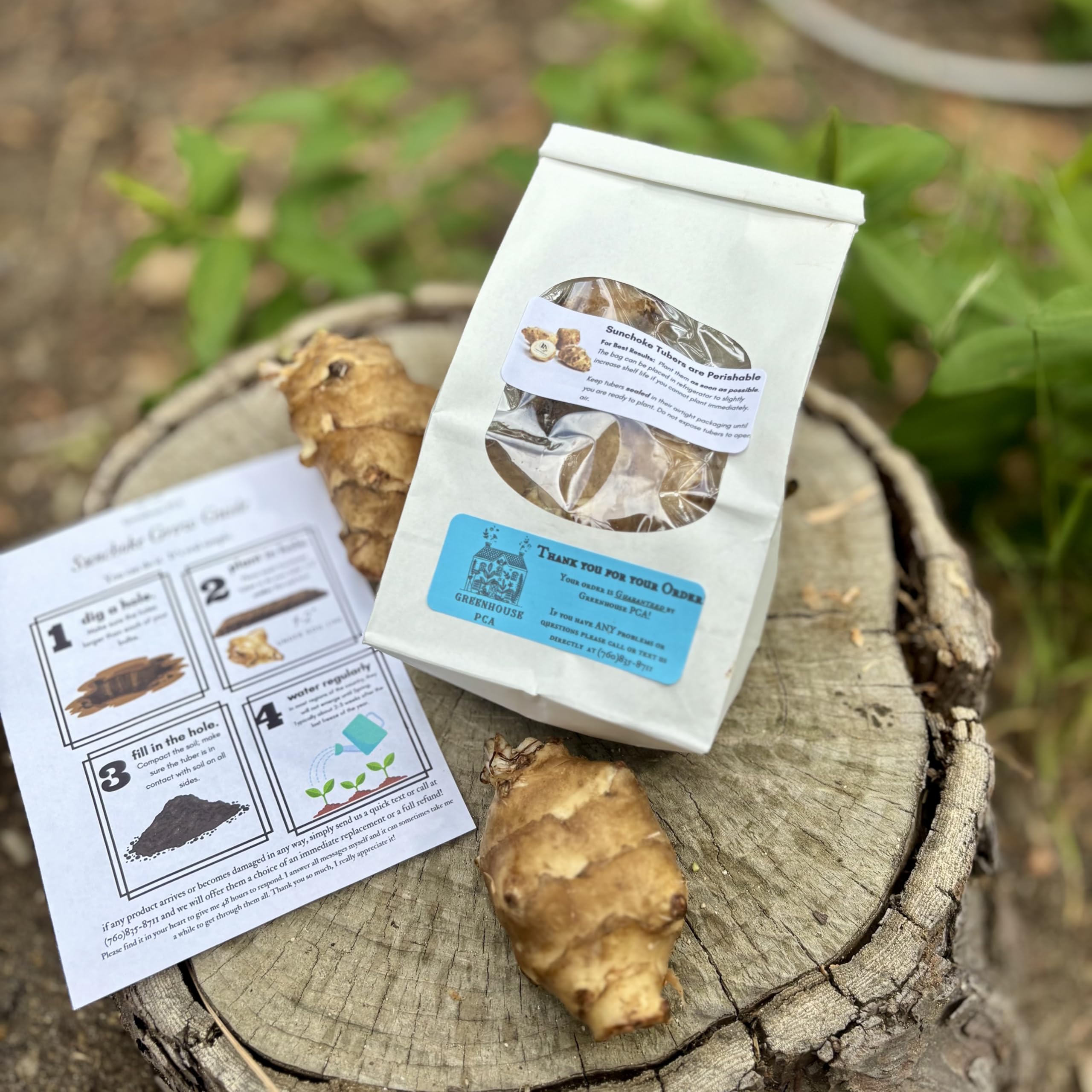 Greenhouse PCA Fresh Jerusalem Artichokes 5 Tuber Pack