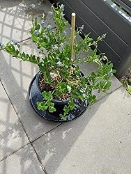 BALDUR Garten immergrüne Säckelblume Blauer Ceanothus 'Blue Mound', 1 ...