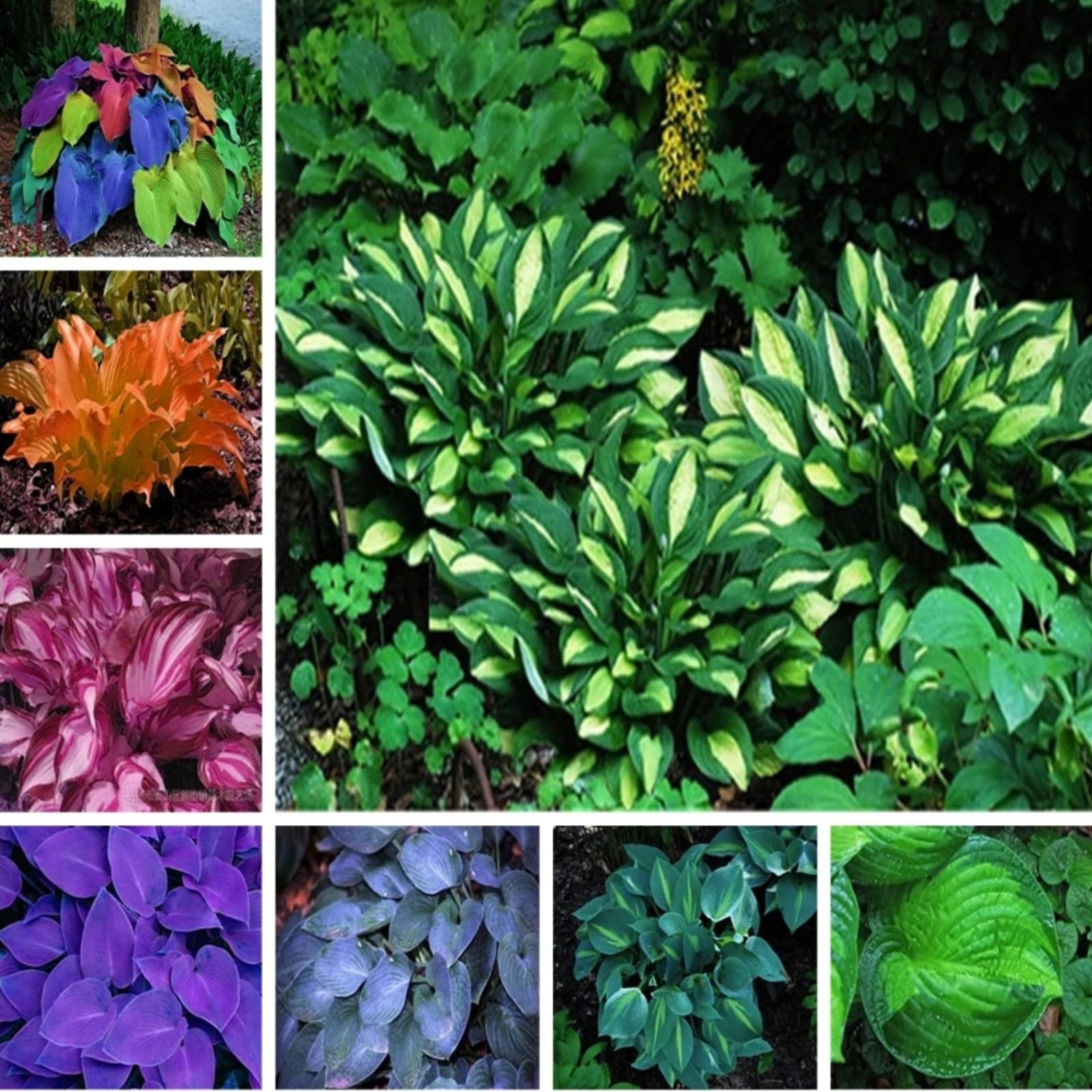Hosta Bulbs Mix for Planting Now UK/Good for Containers/Wedding Flowers,Natural Organic/Strong Plants That Grow Well/Greening Flower/Cut Flowers.-10Bulbs-C
