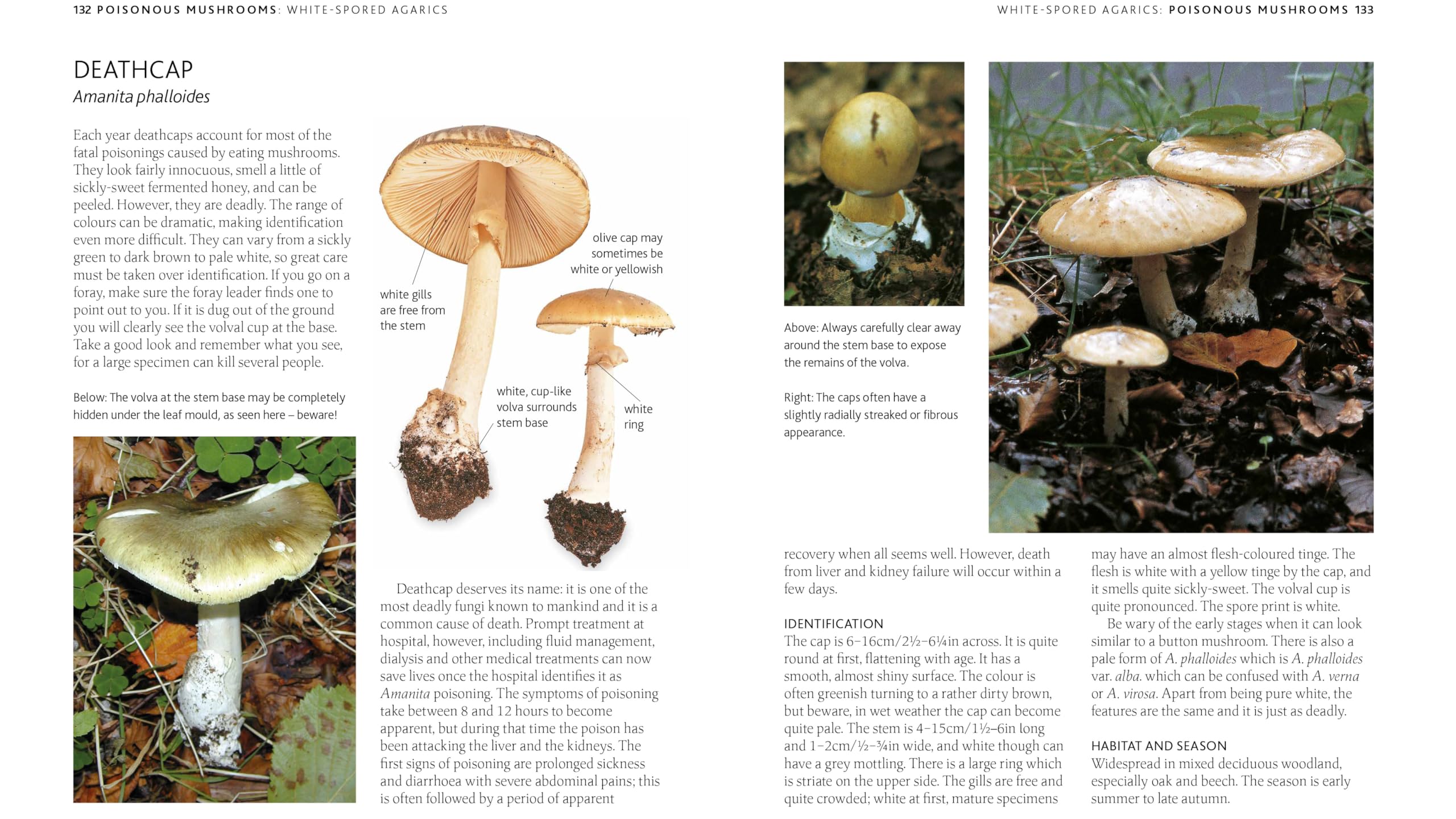 The Mushroom Guide & Identifer: An Expert Manual for Identifying, Picking and Using Edible Wild Mushrooms Found in Britain