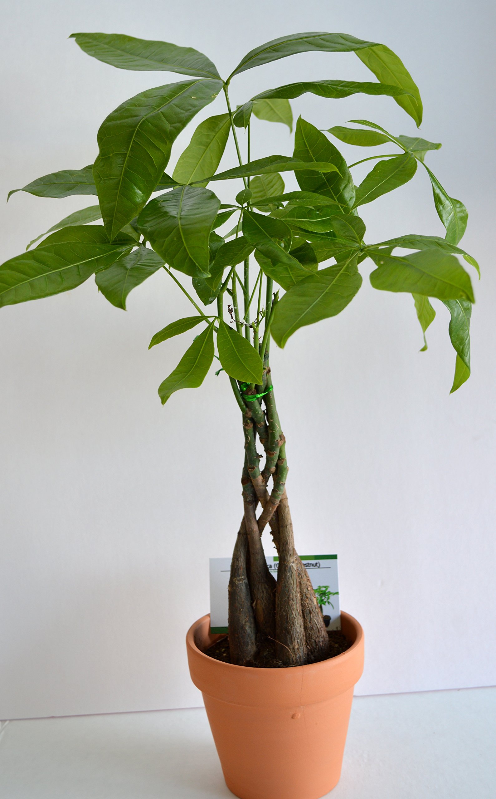 Amazon.com : JM Bamboo 5 Money Tree Plants Braided into 1 Tree -Pachira-4"  Clay Pot for Better Growth Between 10-12 inches Tall : Patio, Lawn & Garden