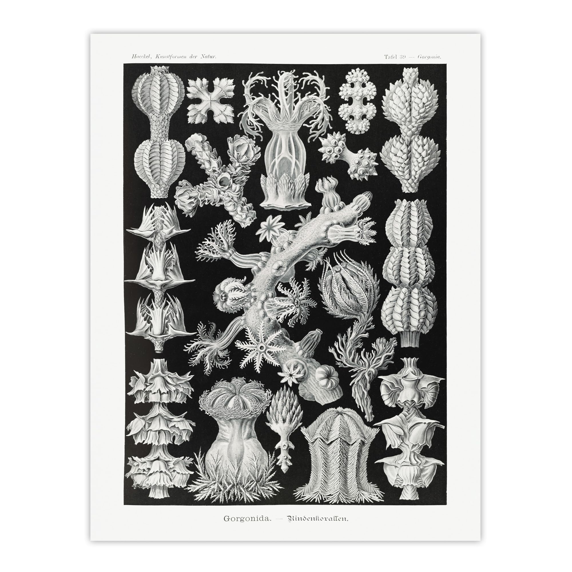 Artery8 Coral Gorgonia Vintage Haeckel Botanical Wall Art Poster Print 12X16" Size 12