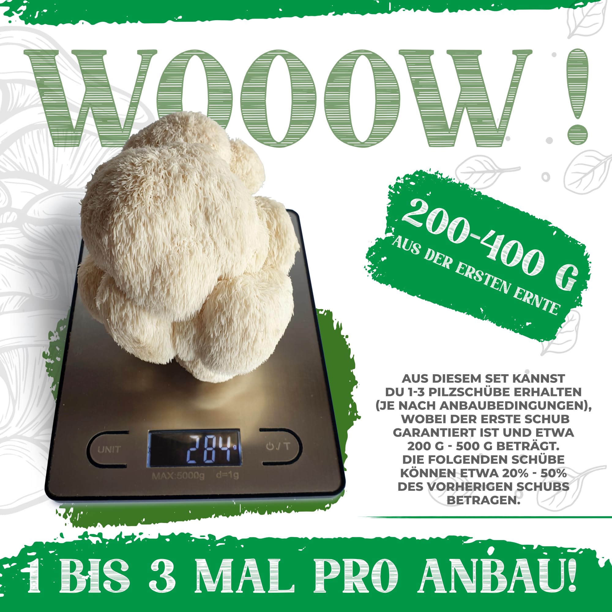 BIO Kit d'élevage de champignons | Champignons Grifola (Hericium erinaceus) un jeu d'enfant à cultiver | Kit de culture de champignons pour la maison | Kit complet de culture de champignons de qualité