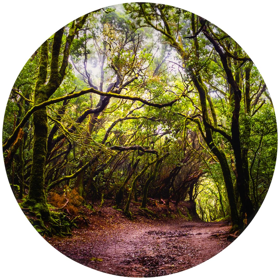 tickit Forest Discovery Play Mat  Sensory Toy Mat for Imaginative Woodland Adventures  Waterproof, Durable & Easy to Clean  Perfect for Sensory Exploration, Early Years Learning & Gifting