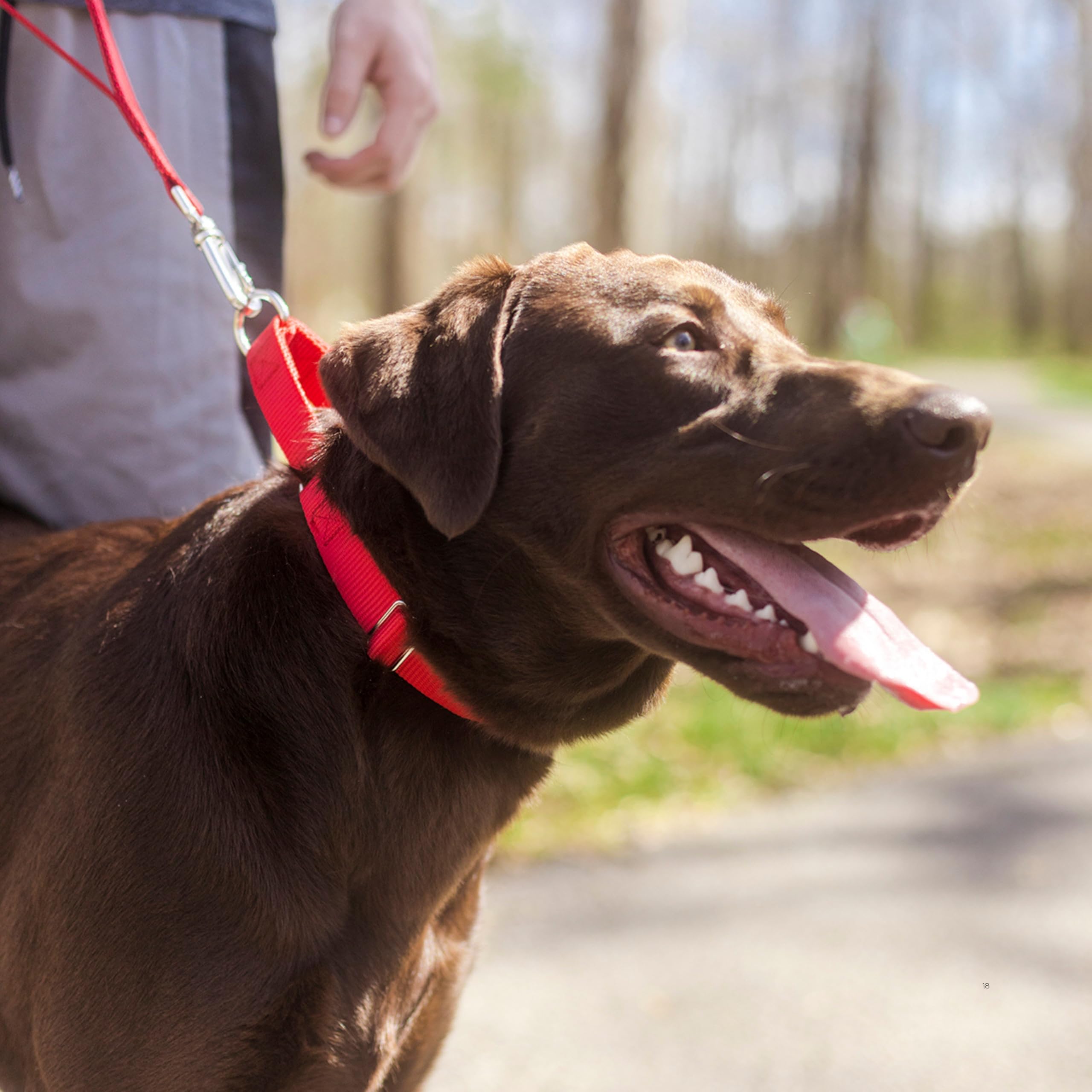 Country Brook Petz Martingale-Hundehalsband, robustes Trainingshalsband ohne Schnalle, Service-Hundehalsband für alle Welpen, 20 leuchtende Farben (Rot, 2,5 cm, Größe M)