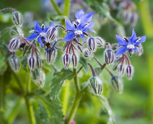 Borage Seeds - 4 g Pack (200 Seeds Approx.) -