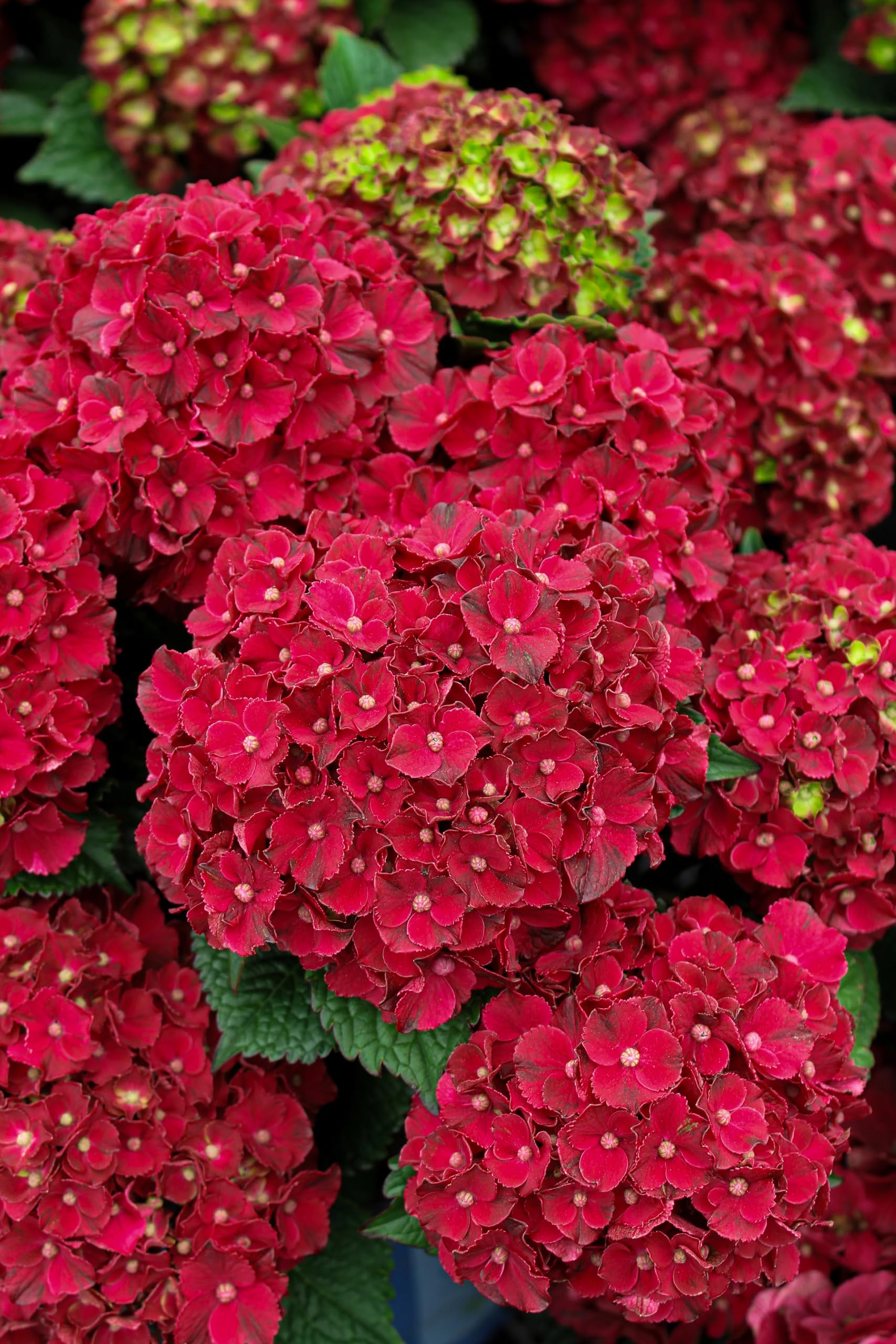 Cherry-Go-Round Flower Plant/Hydrangea Macrophylla Live - Red Blooms, Decorative Flowering Shrub for Outdoor Garden, Low Maintenance, Single Plant-image-35