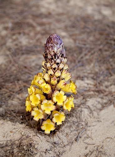 Miniatura 3 de Addictive Wellness Extracto de cistanche en polvo, hierba adaptogénica para resistencia, vitalidad y salud cognitiva, apoya la energía y la