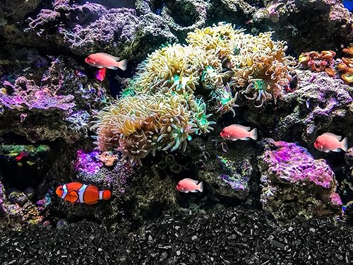 Miniatura 3 de ZHIYUXI Chips de cristal de obsidiana de 1 libra, decoraciones de pecera, rocas de acuario, piedras de grava, jarrón de grava, cristales para hacer