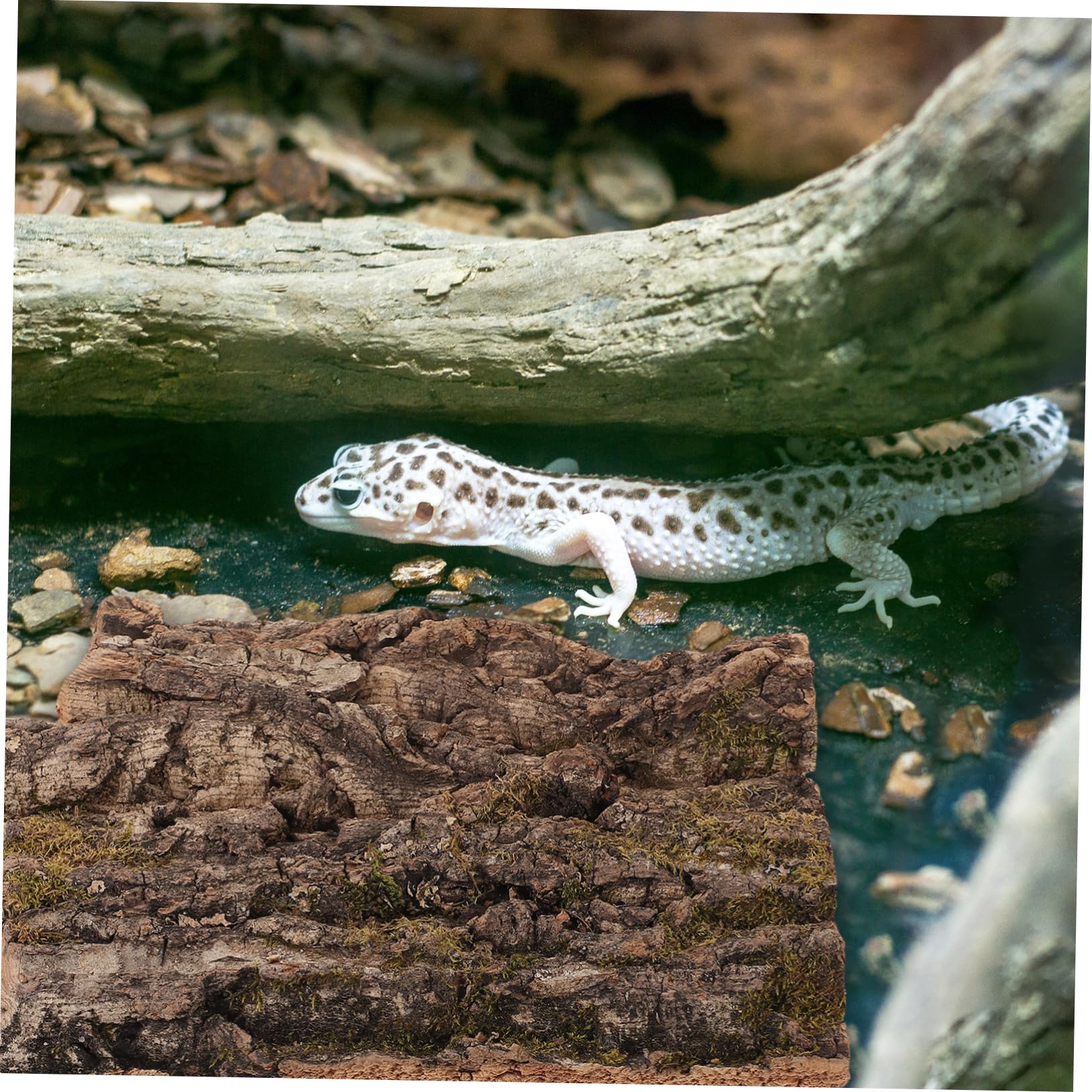 WOONEKY 4piezas De para Reptiles Refugio Natural De para Terrario Decoración De Hábitat De para y Arañas