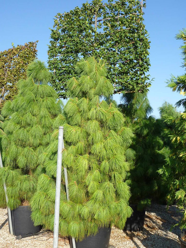 Syed Garden Pinus Excelsa Seed