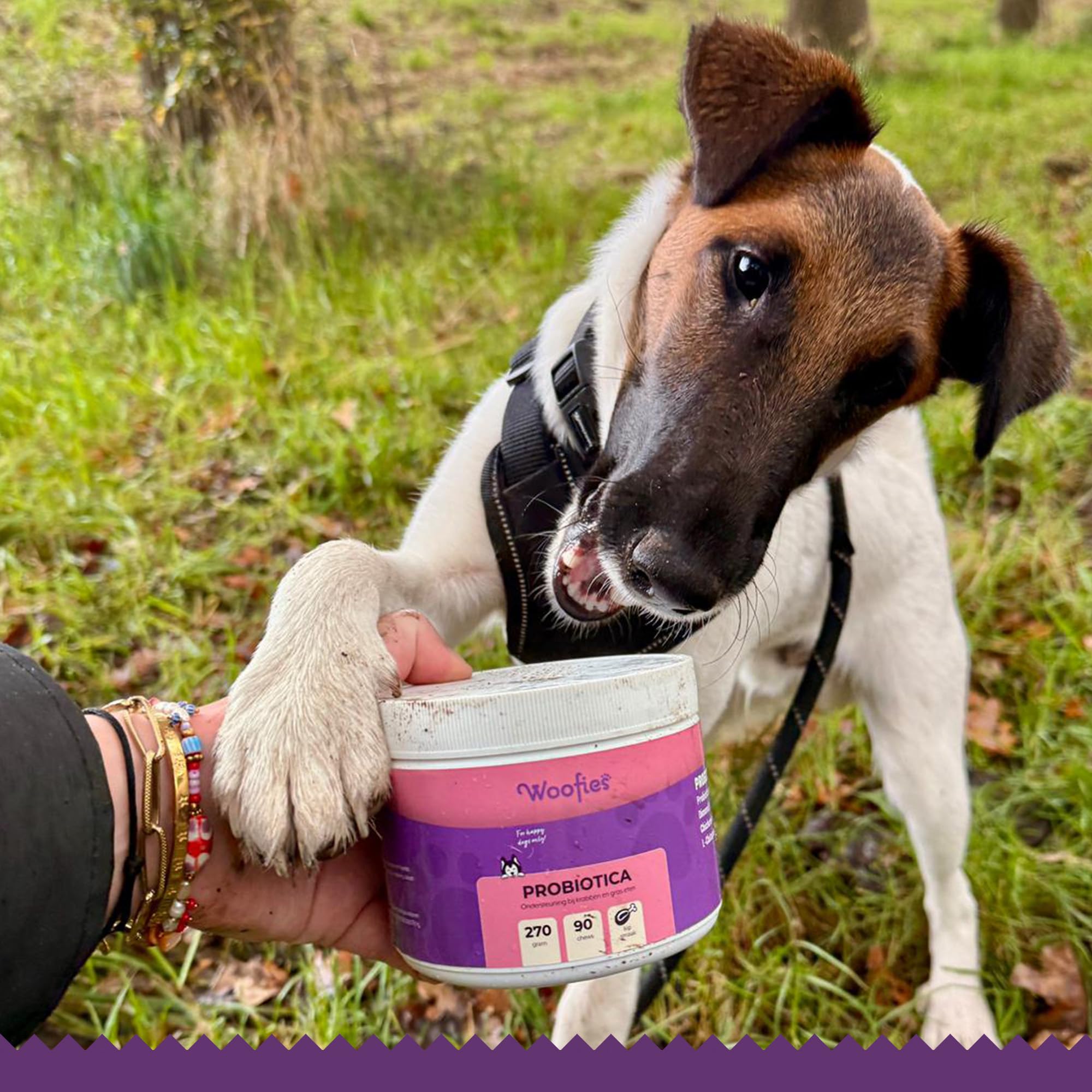 Friandises Probiotique Flore Intestinale pour Chiens – 90 Pièces Hypoallergéniques – Renforce la Flore intestinale, favorise la Digestion et Le système immunitaire – 100% Naturelles - Saveur Poulet