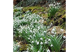CHUXAY GARDEN Snowdrop Flower Seed