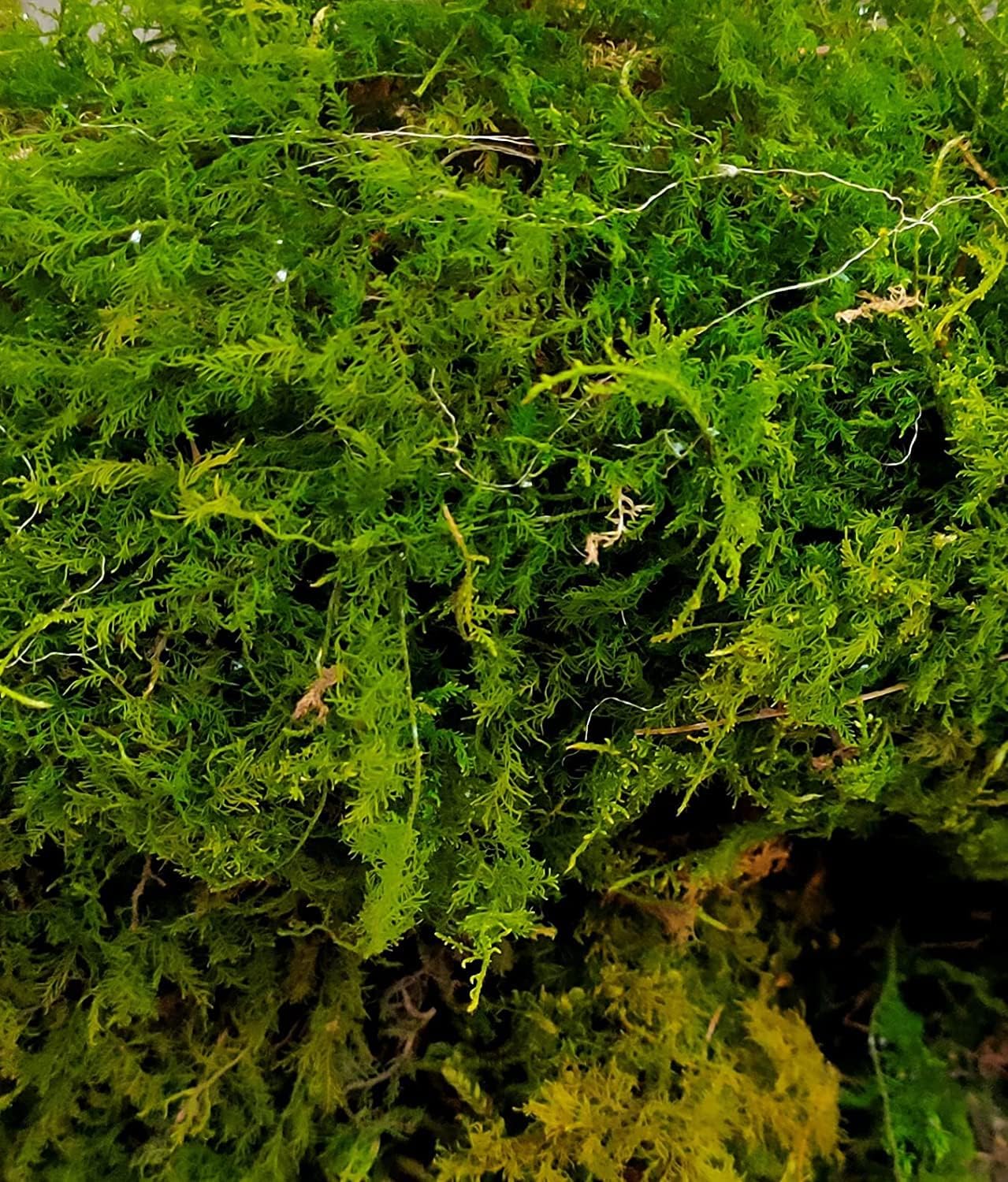 See full amazon price history chart for UGANIO PLANT Live Green Moss Grass for Fairy Tale Garden, Mini Garden, Terrarium (500 g) UGANIO PLANT Live Green Moss Grass for Fairy Tale Garden, Mini Garden, Terrarium (500 g) (B0DG6WC9J2) Amazon Price History, Amazon Price Tracker