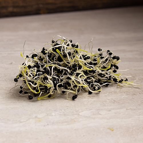 Miniatura 3 de Semillas de germinación de cebolla y microgreens – 1 libra – Sin OMG, sin químicos – Semillas de alta germinación para brotes de cebolla frescos,