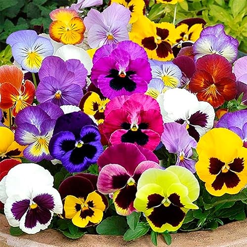 Miniatura 2 de Semillas Viola Swiss Giant Mix (morado, rojo, amarillo, blanco, negro) Pansy Bienal Flower Non GMO
