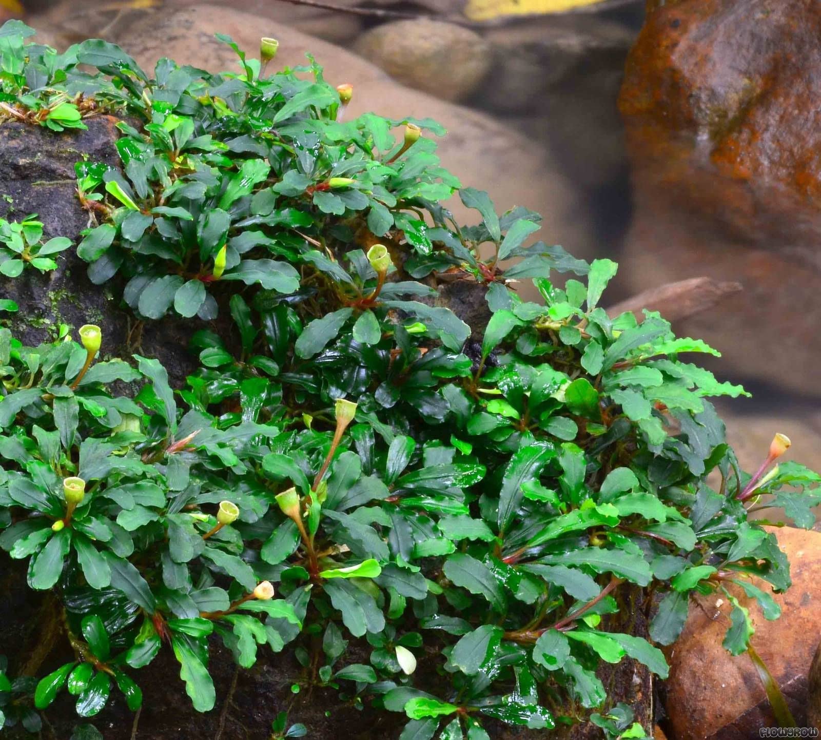 Maalavya Live Aquarium Aquatic Plant Bucephalandra (3 to 5 Leaves with Pot) (Pack Of 3) (B0B2LVWPPD) Amazon Price History, Amazon Price Tracker
