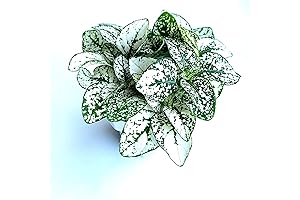 Hypoestes White Splash | Small Live Indoor Plants