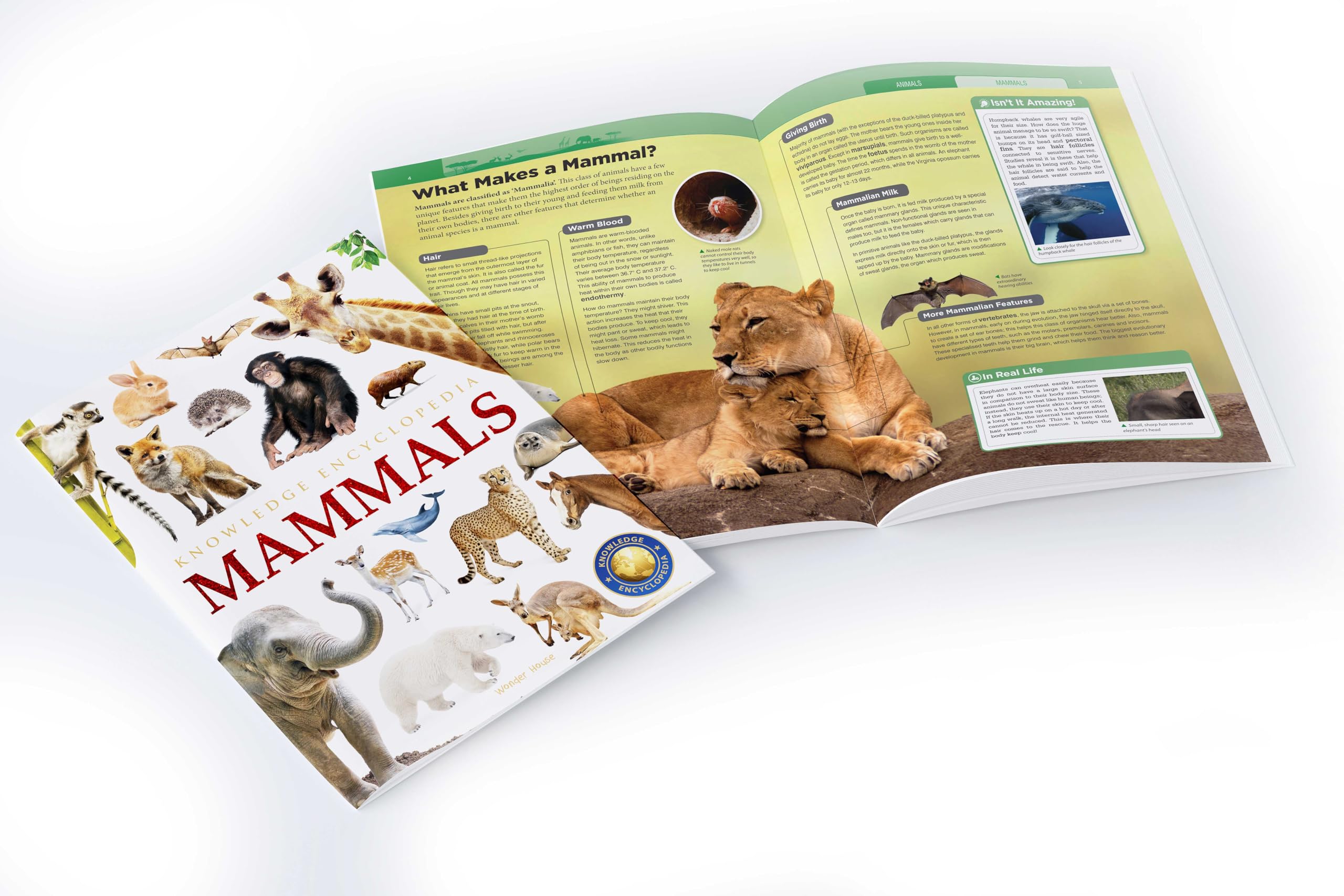 Animals - Mammals : Knowledge Encyclopedia For Children 1