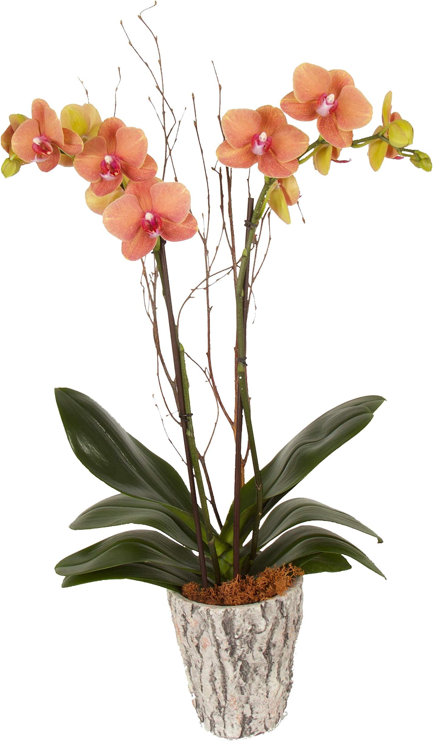 Color Orchids AMZ3101FBO Live Fall Double Stem, 20" x 24" Tall, Orange Blooms Orchid Plant in Ceramic Pot