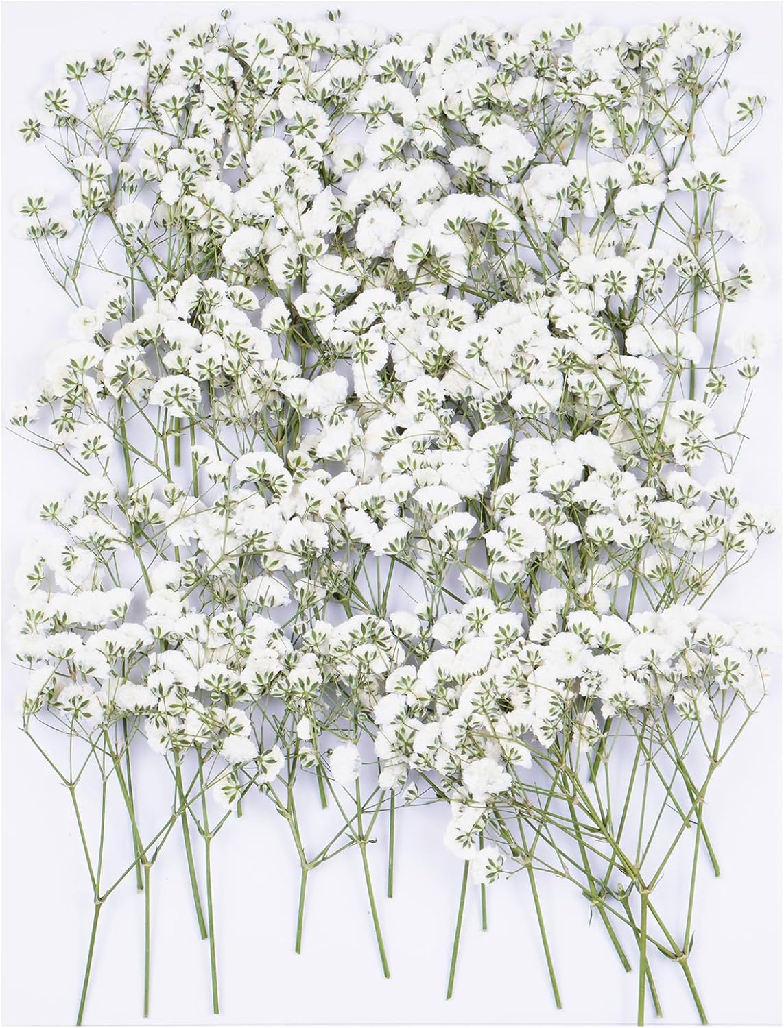 Xinxinran 50Pcs White Baby's Breath Pressed Dried Flowers for Crafts, Wedding Invites, Jewelry, Candles, Soap Making & More