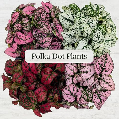 Miniatura 2 de Colección de Plantas de Puntos (paquete de 4) - Plantas de Interior Vivas, Plantas de Interior que Purifican el Aire, (Rojo, Blanco, Rosa y Rosado)