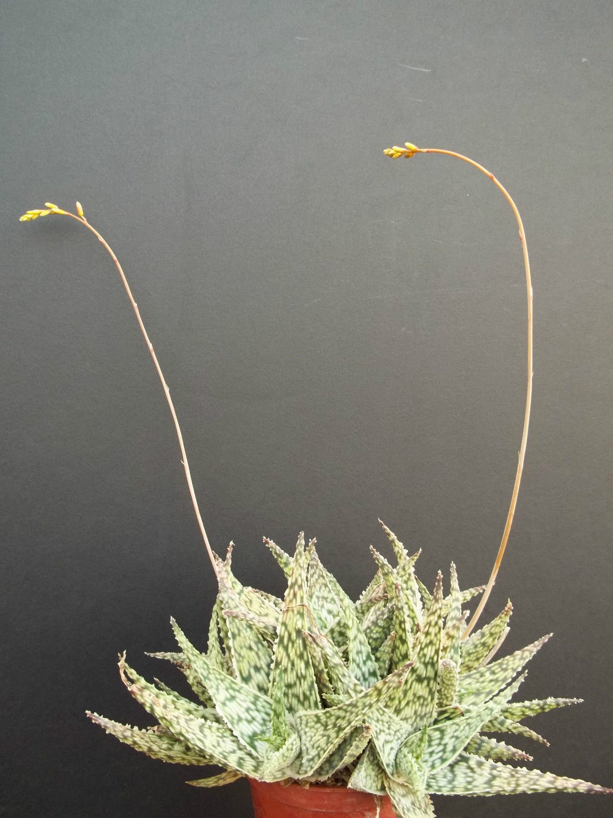 Amazon.com : Heirloom 10 Seeds Aloe DORAN BLACK Dorian Hybrid Exotic Color  Agave Succulent Rare Seed : Patio, Lawn & Garden