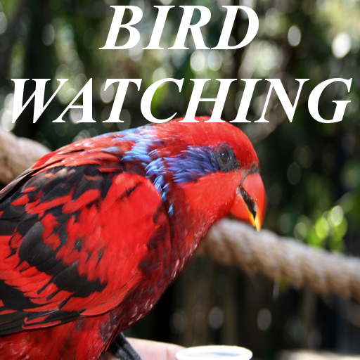 Bird Watching