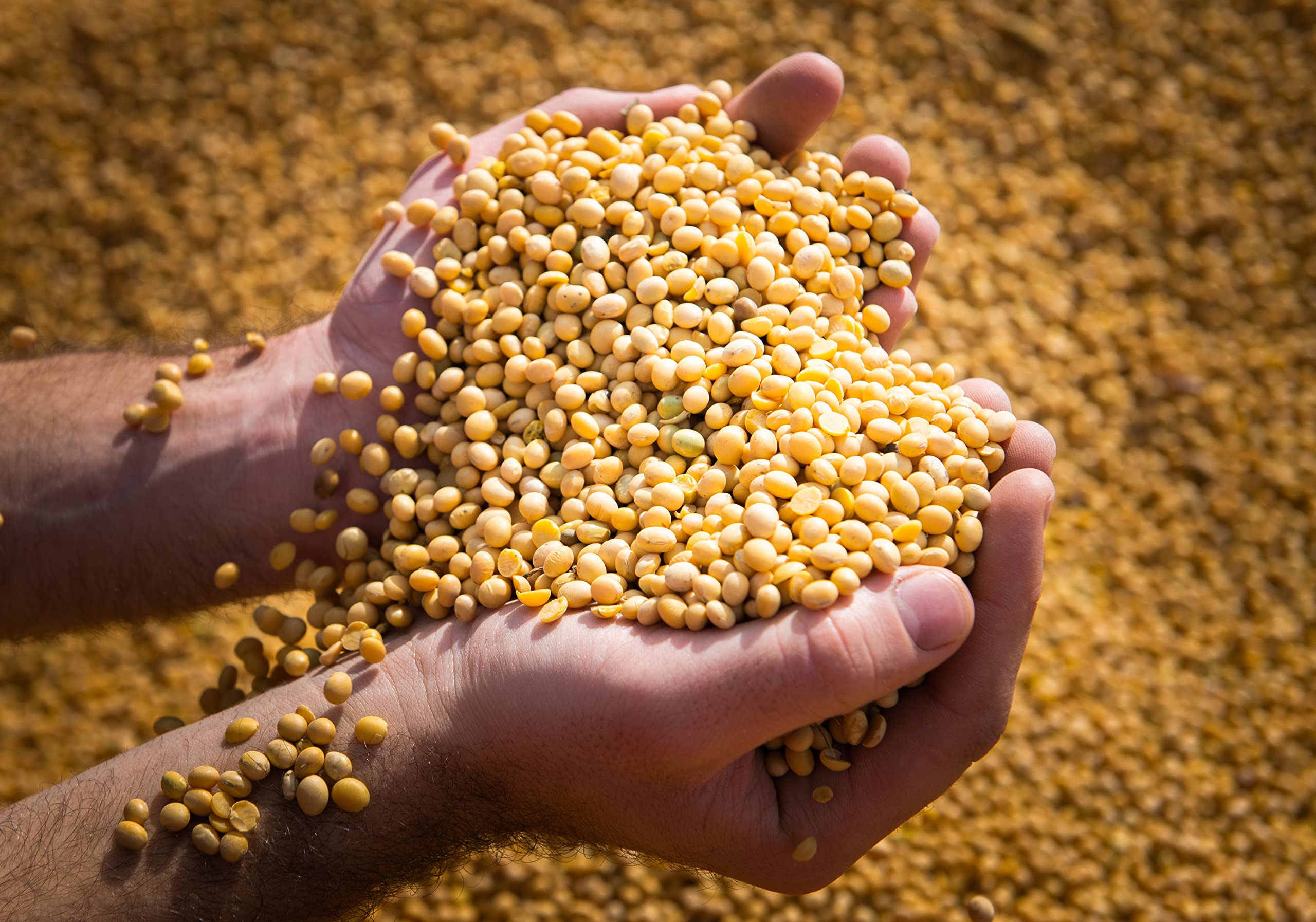 Mynatura Bio Sojasnack geröstet würzig I Snack aus Sojabohnen I Proteinreich Knabbern I Würzig-Pikant I Pflanzlich I Soja I Im Beutel (1x 1000g)
